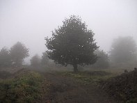 Monte_Gallo_Galvarina - 20100515 094.jpg